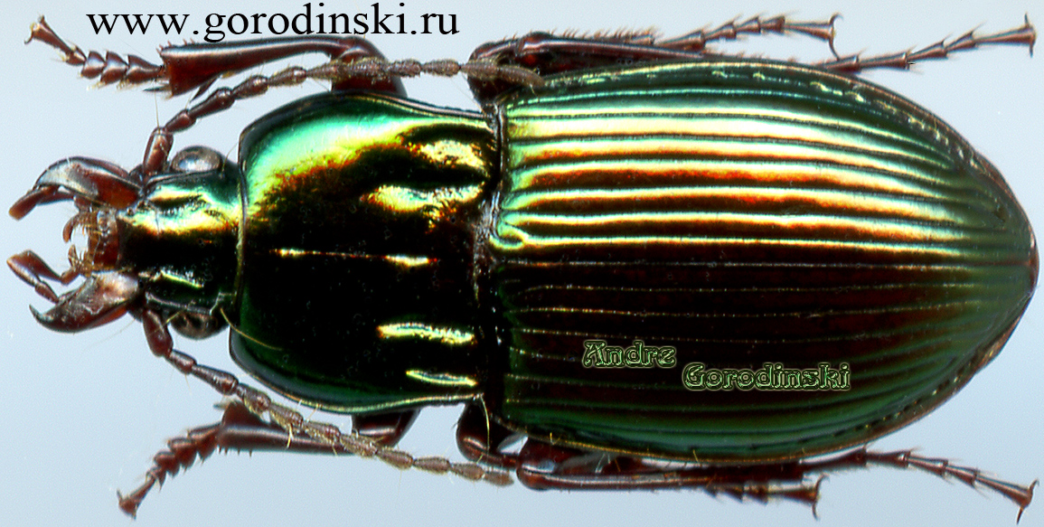 http://www.gorodinski.ru/carabidae/Aristochroodes regina regina.jpg